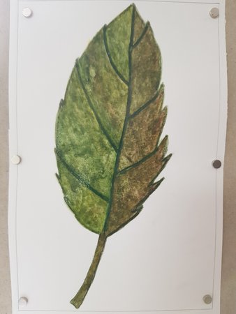 Final varnished leaf