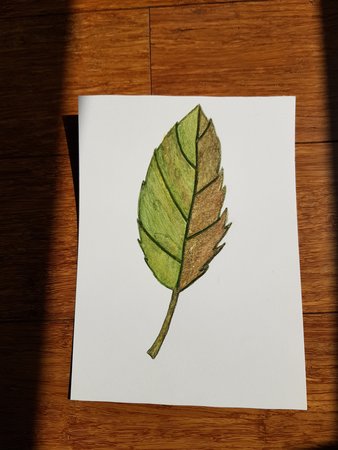 Unvarnished leaf with texture